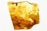 Fossil Velvet Mite (Trombidiidae) In Baltic Amber #278621-1
